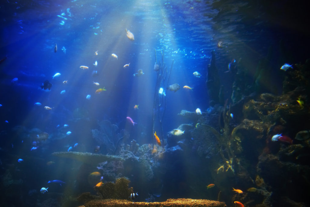 Winter is the best time to visit the Vancouver Aquarium.