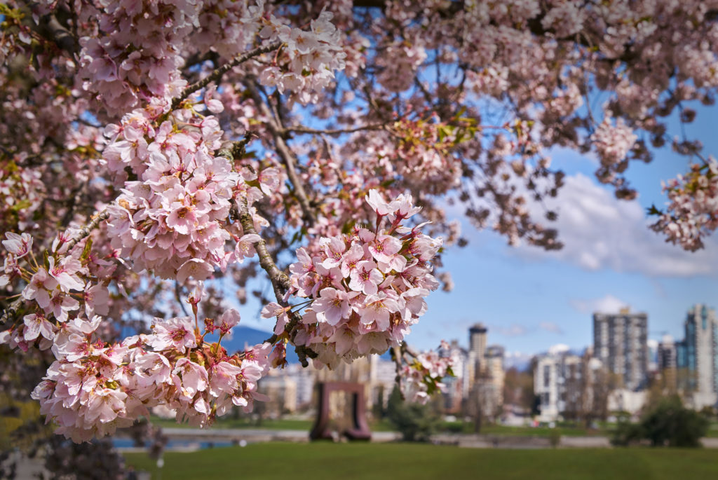 The Vancouver cherry blossoms make spring the best time to visit Vancouver.